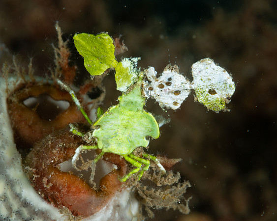 Halimeda Decorator Crab carrying Halimeda segments