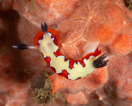 Creamy Chromodoris nudibranch