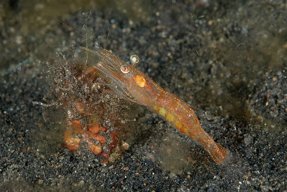 Night Shrimp with eggs