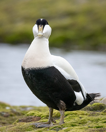 Common Eider