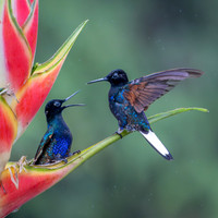 Velvet-purple Coronet