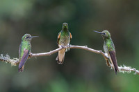 A Charm of Buff-tail Coronet
