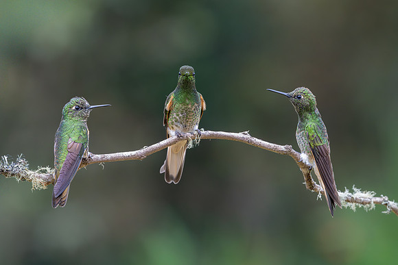 A Charm of Buff-tail Coronet