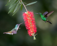 Andean Emerald and Steely-vented Hummingbird