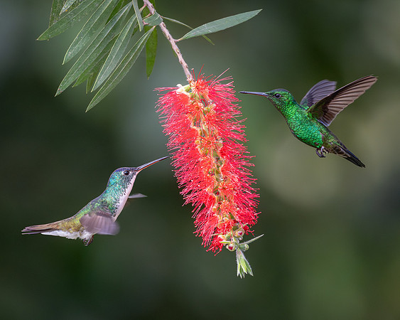 Andean Emerald and Steely-vented Hummingbird