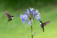 Collared Inca