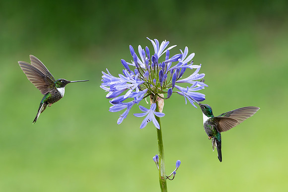 Collared Inca
