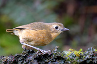 Tawny Antpitta
