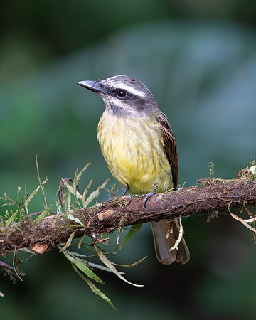 Golden-bellied Flycatcher