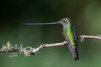 Swordbill