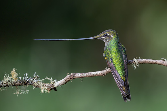 Swordbill