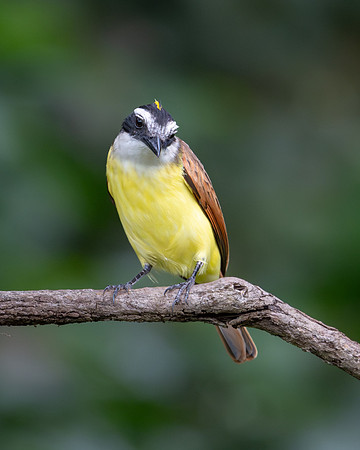 Great Kiskadee