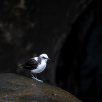 White-capped Dipper