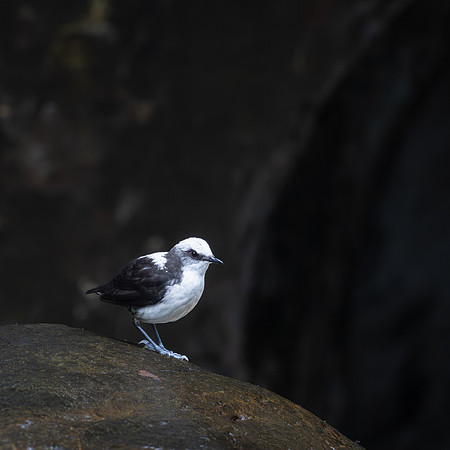 White-capped Dipper