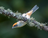 Scrub Tanager