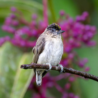Grayish Piculet
