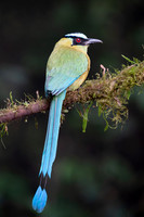 Andean Motmot