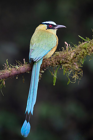 Andean Motmot
