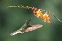 Buff-tail Coronet