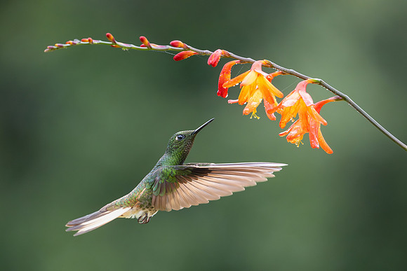 Buff-tail Coronet