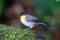 White-naped Brushfinch