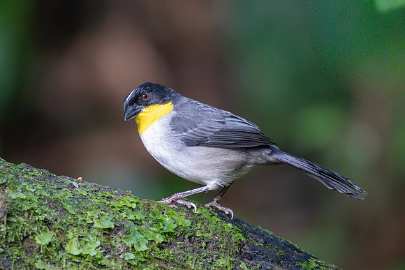 White-naped Brushfinch