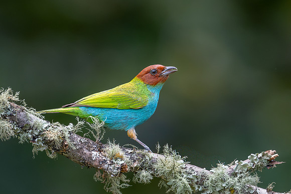 Bay-headed Tanager
