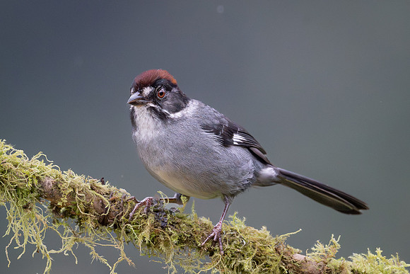 Northern Slaty Brushfinch