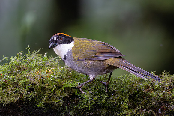 Chestnut-capped Brushfinch
