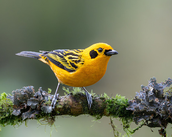 Golden Tanager