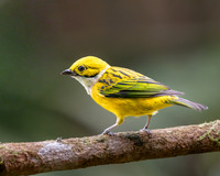 Silver-throated Tanager