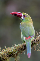 Crimson-rumped Toucanet