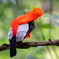 Andean Cock-of-the-Rock