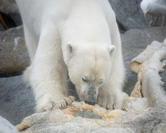 Polar Bear