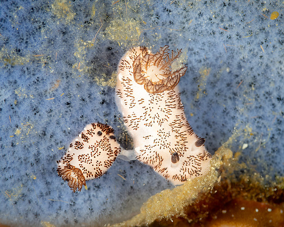 Jorunna funebris