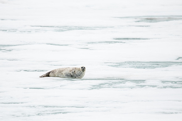 Ringed Seal rests alongside  a hole int eh ice for a quick getaway