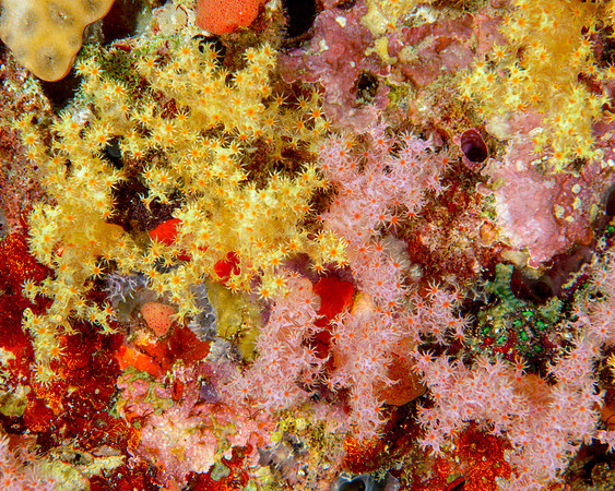 Soft Coral Detail