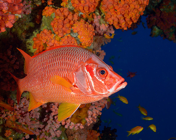 Sabre Squirrelfish