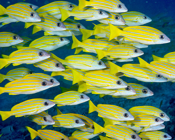 Bluelined Snapper