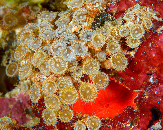 Zoanthids