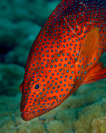Coral Grouper