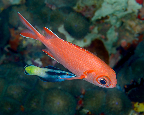 Soldierfish wtih Cleaner Wrasse