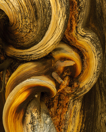 Bristlecone Pine Forest, CA