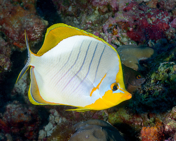 Yellowheaded Butterflyfish