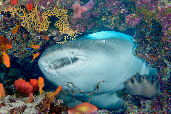 Nurse Shark