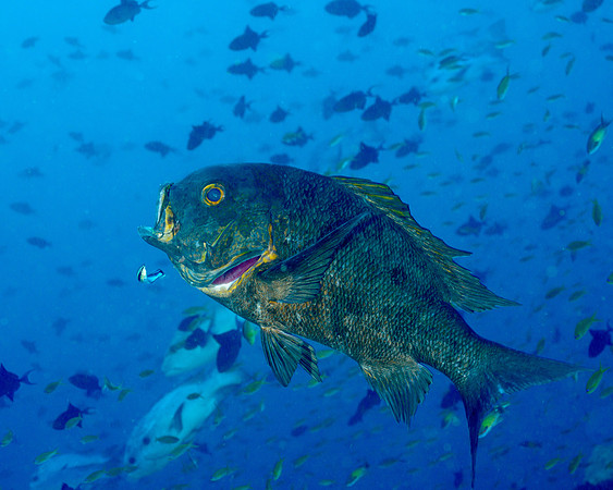 Black Snapper
