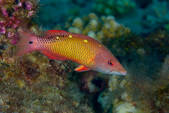Longnose Hogfish