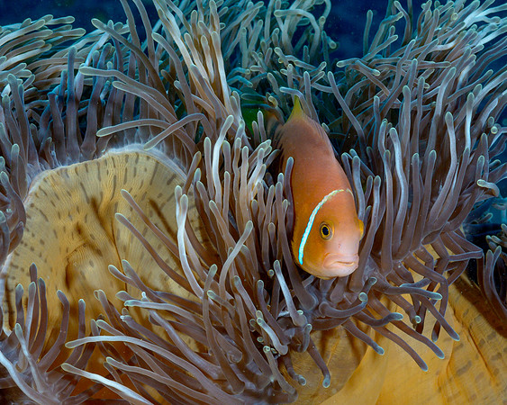 Maldives Anemonefish