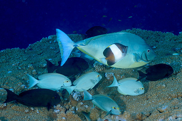Fish at Cleaner Station