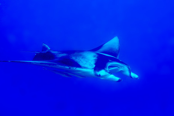Manta